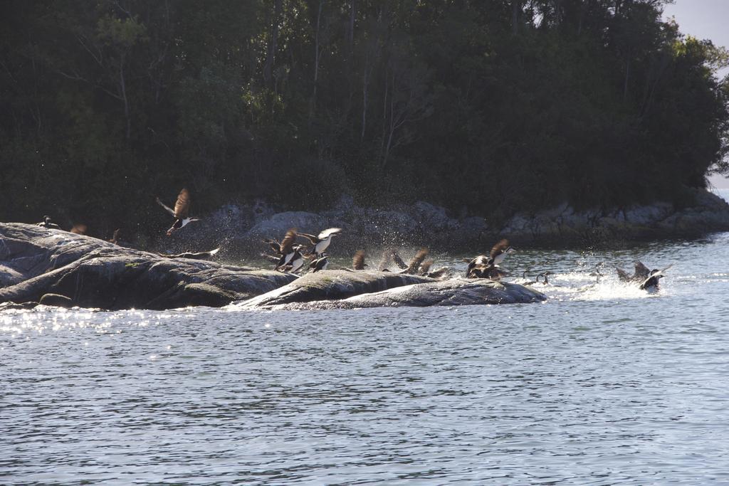 Posada Queulat Puyuhuapi Zewnętrze zdjęcie
